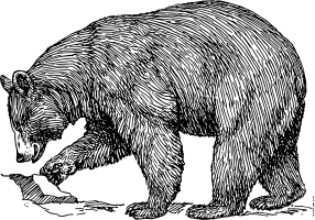 Bear Image
